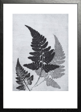 Fern Bluegrey