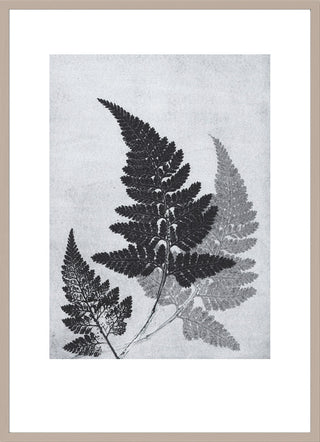 Fern Bluegrey