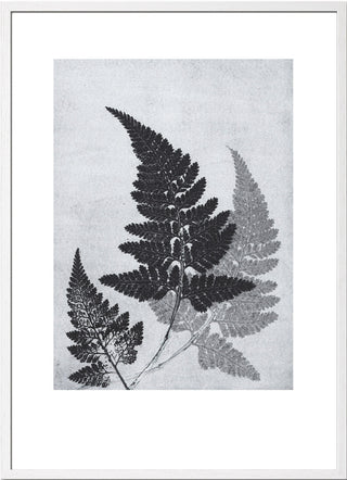 Fern Bluegrey