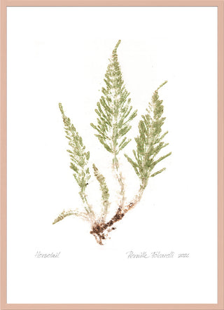 Horsetail Crisp Green