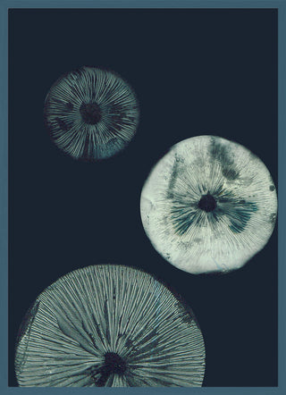 Mushroom 1 Dark Teal