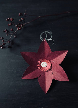 Christmas star Poinsettia