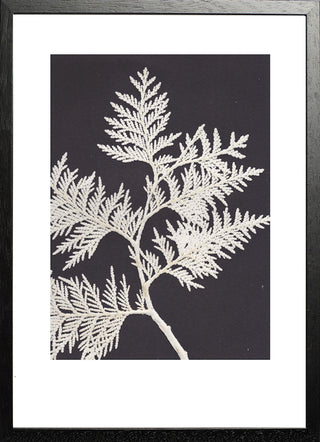 Thuja White