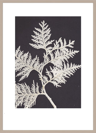 Thuja White