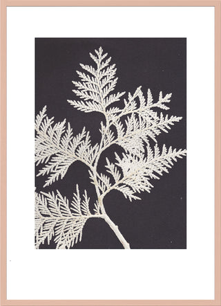 Thuja White